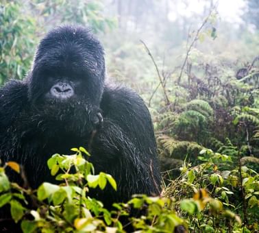 Gorilla at Volcanoes National Park near Lake kivu Serena  Hotel