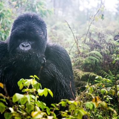 Gorilla at Volcanoes National Park near Lake kivu Serena  Hotel