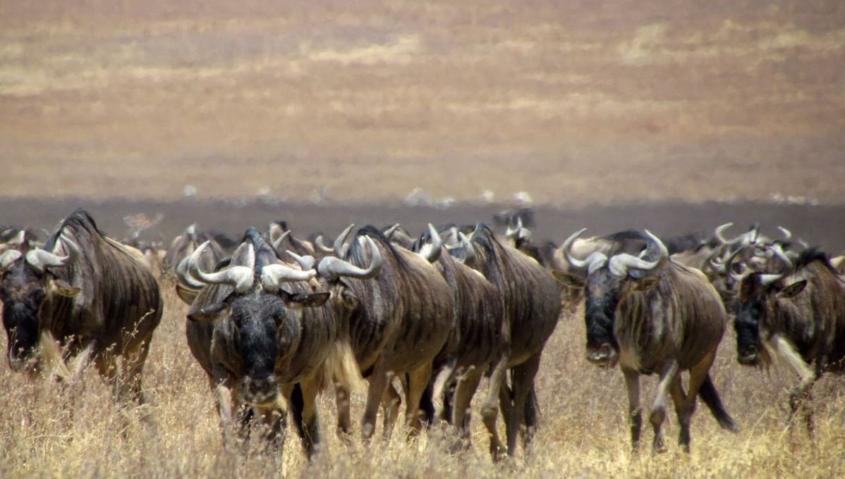 WIldebeest in the crater