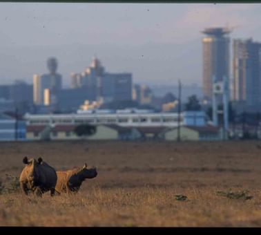 Rhinos in Nairobi National Park near Nairobi Serena Hotel