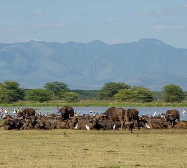 Herd of buffalos in a field near Lake Manyara Serena Lodge