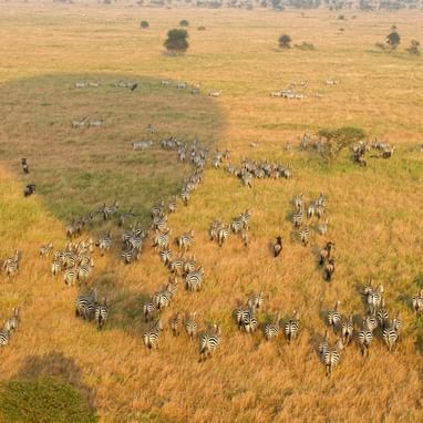 Dazzle of zebras in a field near Serengeti Serena Safari Lodge