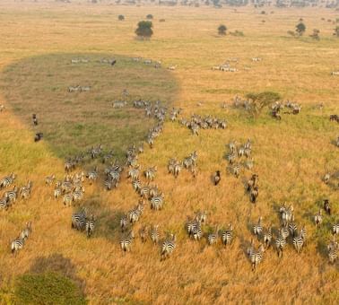 Dazzle of zebras in a field near Serengeti Serena Safari Lodge